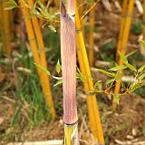 Phyllostachys aureosulcata Harbin inversa 2